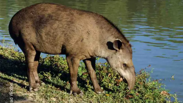 Ein Tapir grast am Wasser.