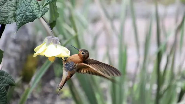 Ein Kolibri, vor einer gelben Blüte.