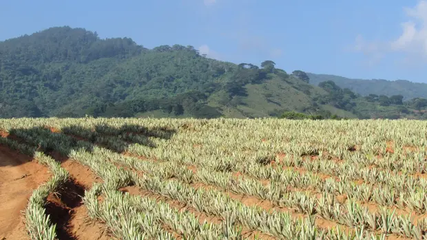 Reihen junger Ananaspflanzen auf offenem Feld.