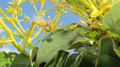 Nahaufnahme von gelben Avocadoblüten bzw. Avocadoblütenstämmen.