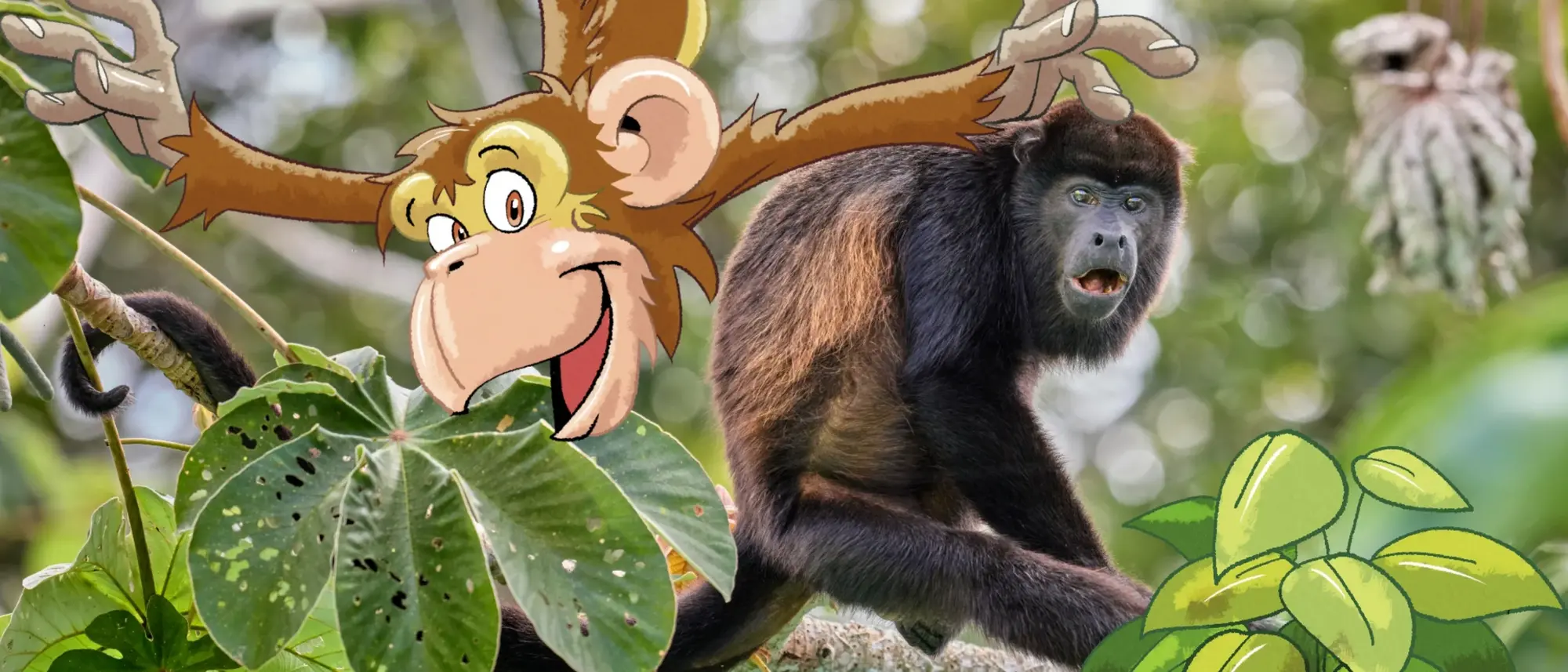 Ein Brüllaffe auf einem Baum im Regenwald - im Comic Stil hinzugefügt - ein Affe der, mit ausgebreiteten Arme, von einem Ast darüber, herunterhängt.