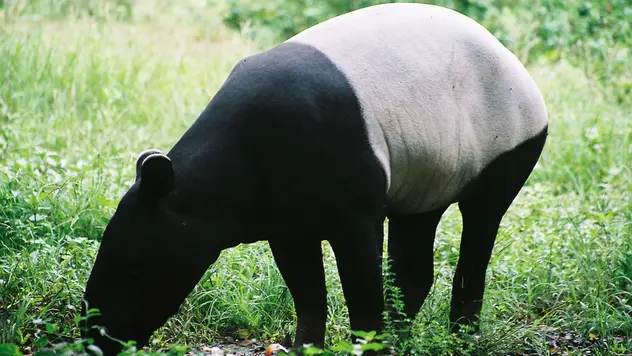 Ein Schabrackentapir frisst Gras.