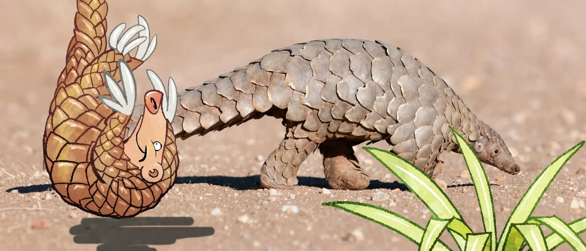 Ein Pangolin streift durch eine Wüste - im Comic-Stil hinzugefügt - ein Schuppentier und eine Pflanze. 