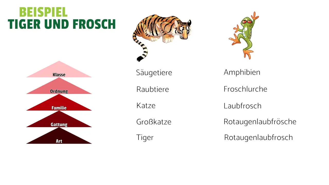 Das Schaubild verdeutlicht die Schritte der Systematik wie ein Tannenbaum: Ganu oben das Lebewesen bis hin zu Art (dargestellt als Dreieck), rechts daneben mit einem Tiger und Frosch markierte Spalten, die die einzelnen Namen zeigen. 
