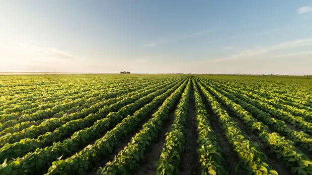 Ein Sojafeld, dass bis zum Horizont reicht.