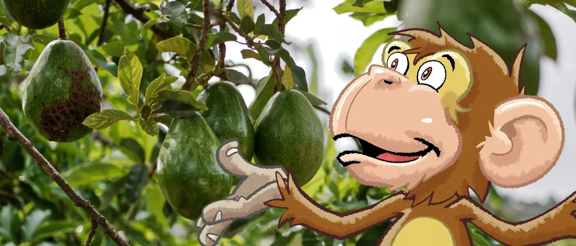 Avocado hängen am Baum - im Comic Stil hinzugefügt - ein Affe. 