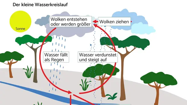 Wasser verdunstet von Pflanzen, Flüssen oder großen Wasseransammlungen. In der Luft entstehen Wolken, die wieder abregnen. Das Regenwasser gelangt wieder in die Flüsse oder wird von den Pflanzen aufgenommen. Es entsteht ein Kreislauf. 