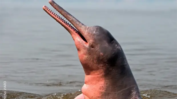 Ein Flussdelfin guckt mit der langen Schnauze aus dem Wasser.