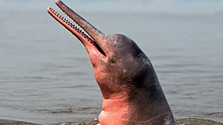 Ein Flussdelfin guckt mit der langen Schnauze aus dem Wasser.