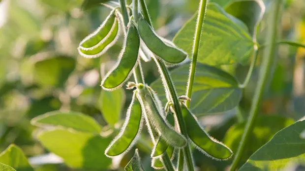 Unreife Sojaschoten hängen an einer Sojapflanze. 