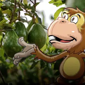 Avocado hängen am Baum - im Comic Stil hinzugefügt - ein Affe. 