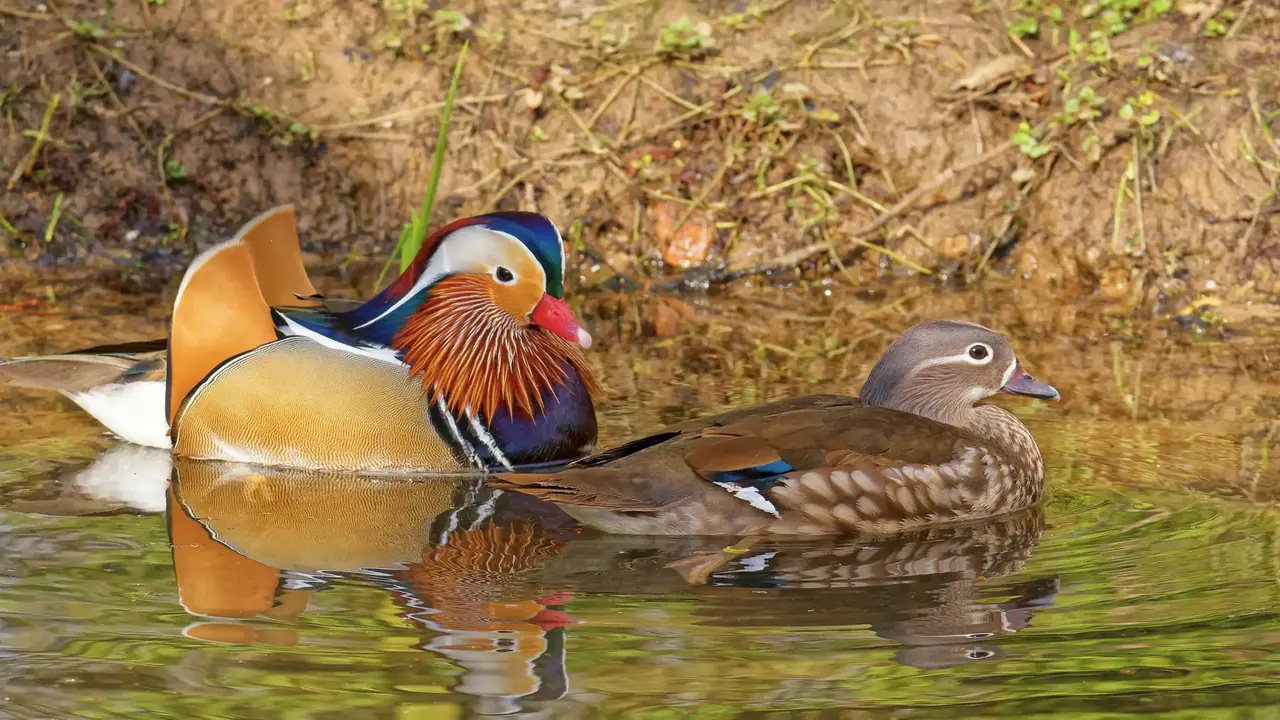 Männliche Mandarinenten haben ein farbenfrohes Gefieder. Auf dem Bild schwimmen Männchen und Weibchen der gleichen Art nebeneinander. 