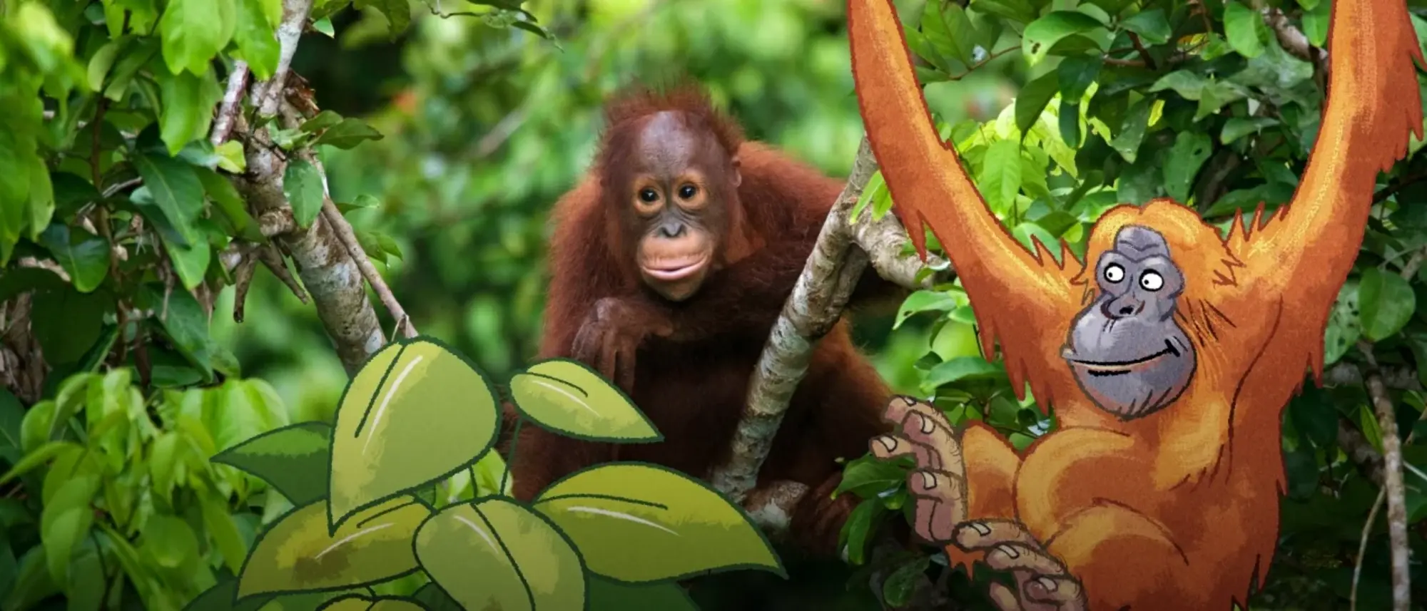 Ein Baby Orang Utan im Baum - im Comic Stil hinzugefügt - ein weiterer kleiner Orang Utan, der neugierig zu dem ersten hinüberschaut.