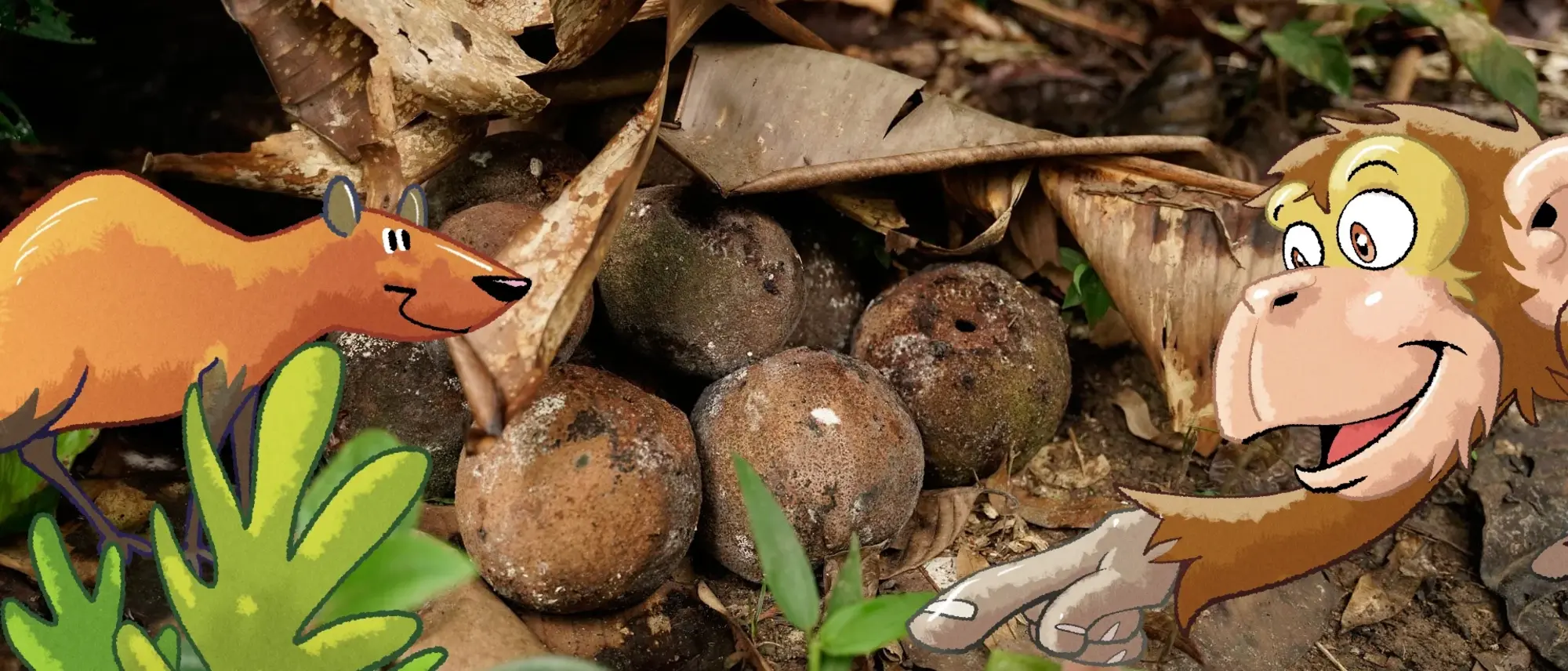Paranussschalen im Regenwald auf dem Waldboden - im Comic Stil hinzugefügt -  ein Aguti (rechts) und ein Affe (links).