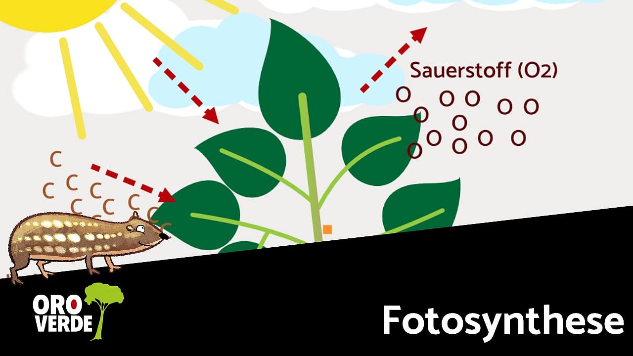 Digitale Lernwelten: Fotosynthese