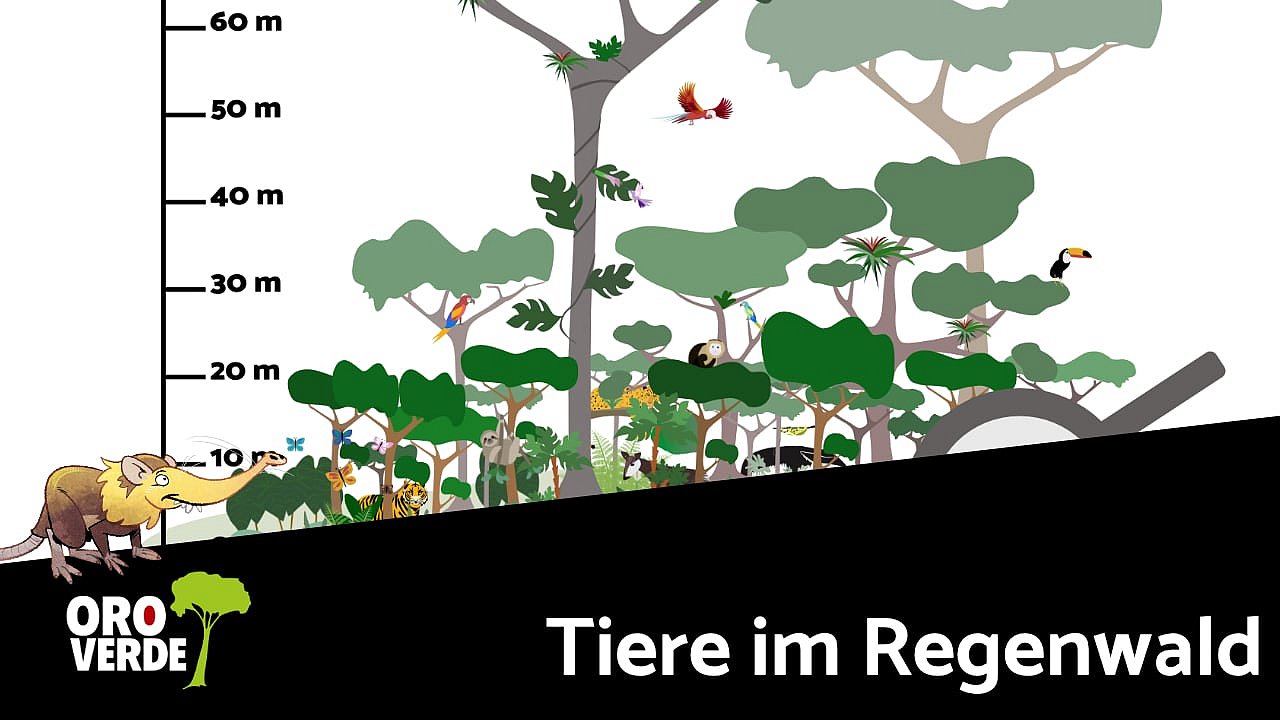 Wer lebt wo im Regenwald - Tiere und Stockwerkbau
