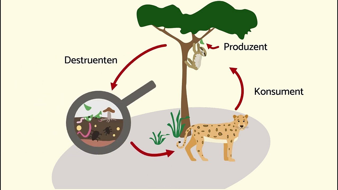 Nahrungsketten