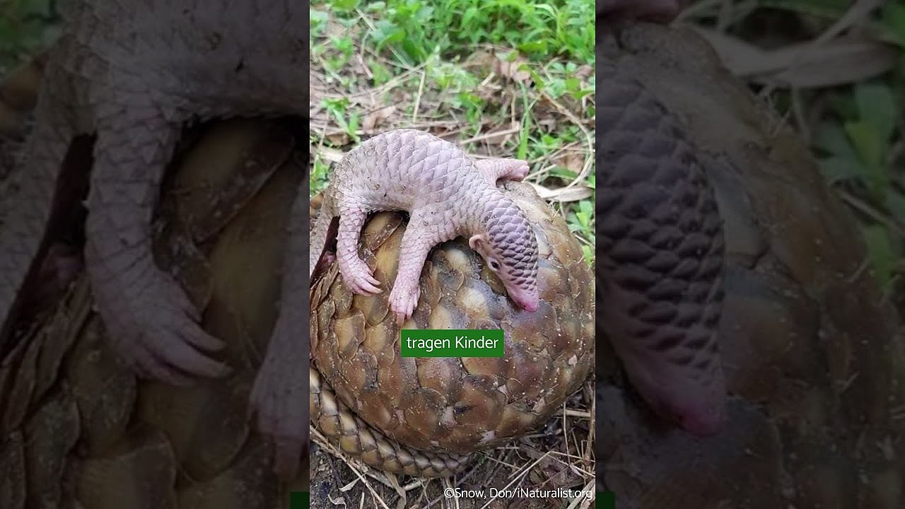 Die Ode an den Pangolin ©OroVerde