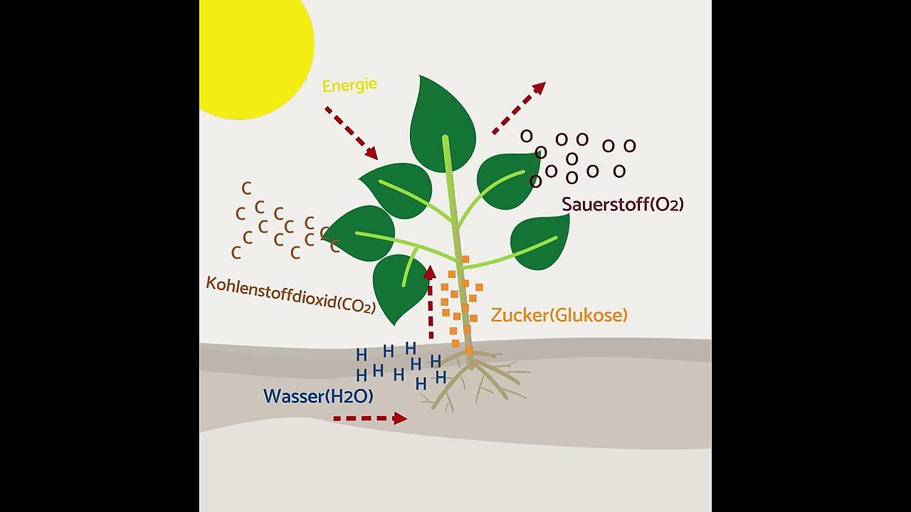Schaubild Fotosynthese