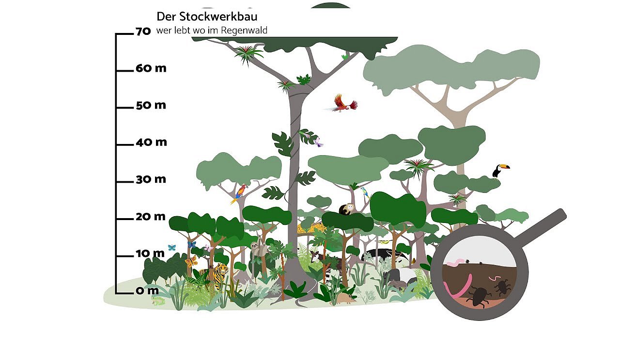 Stockwerkbau im Regenwald - wer lebt wo? ©OroVerde