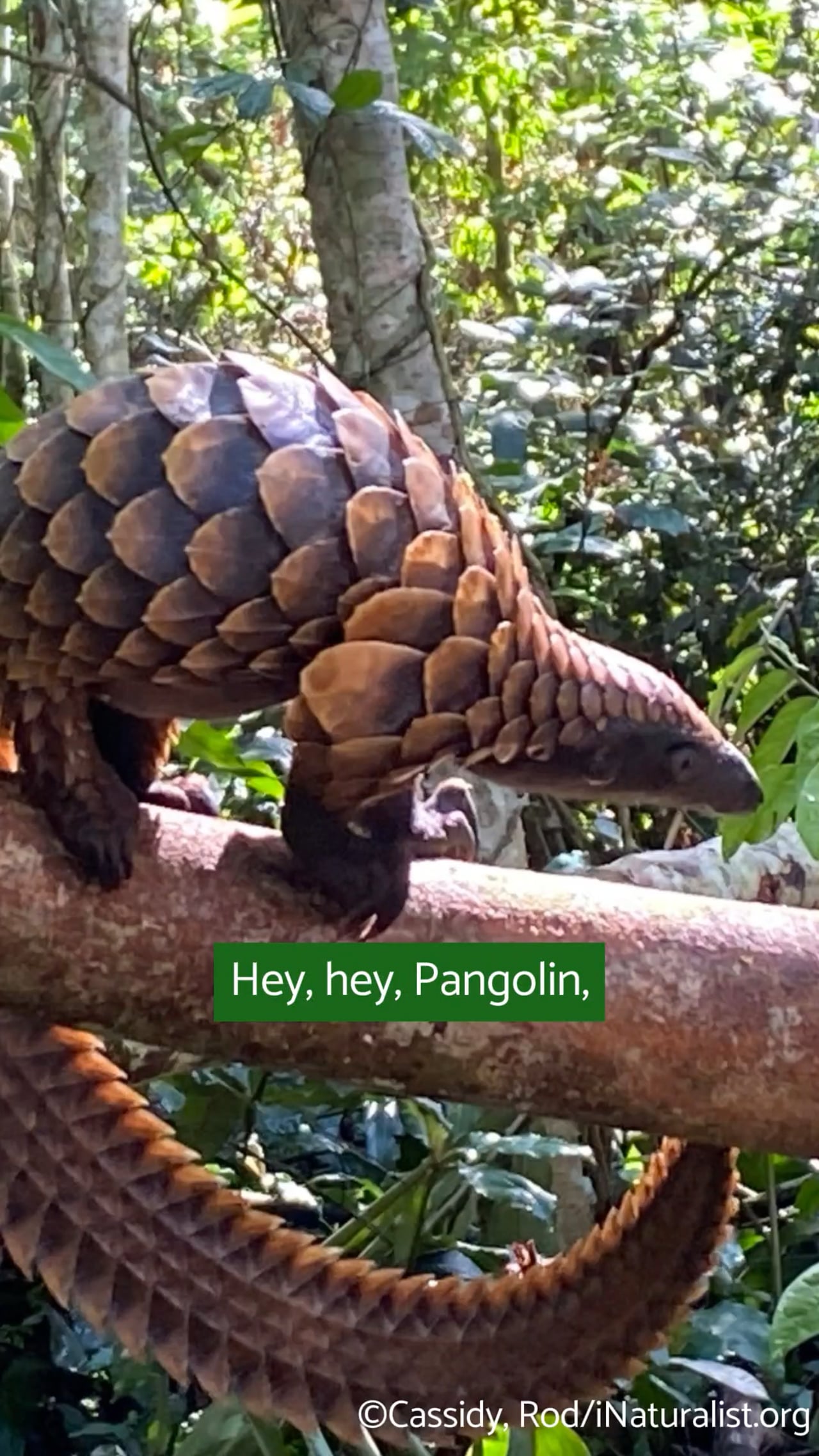 Ode an den Pangolin