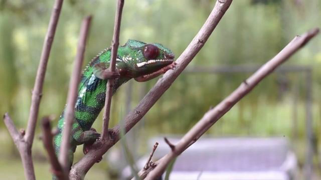 Chameleon wechselt die Farbe (10-fache Geschwindigkeit) ©Chamalot Chameleons