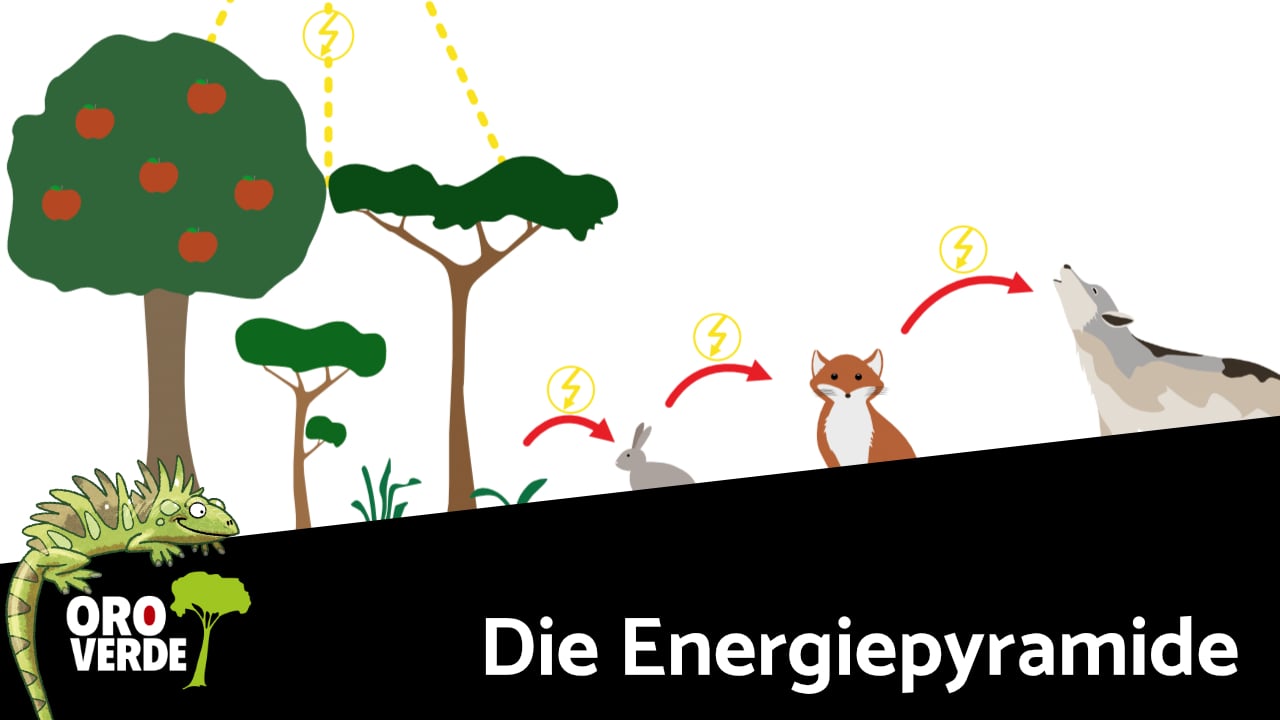 Nahrungspyramide - Wer frisst wen? Energiefluss in Ökosystemen einfach erklärt