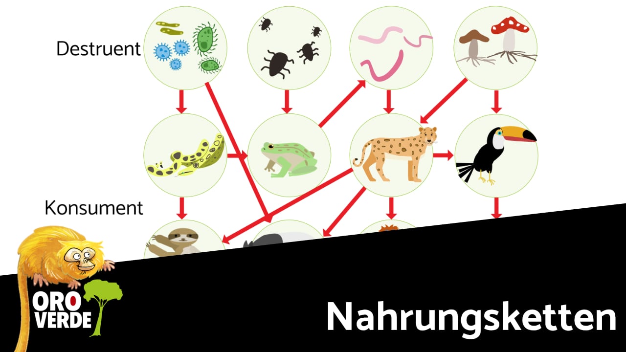 Digitale Lernwelt – Nahrungsketten und Nahrungsnetze | Kreisläufe im Regenwald