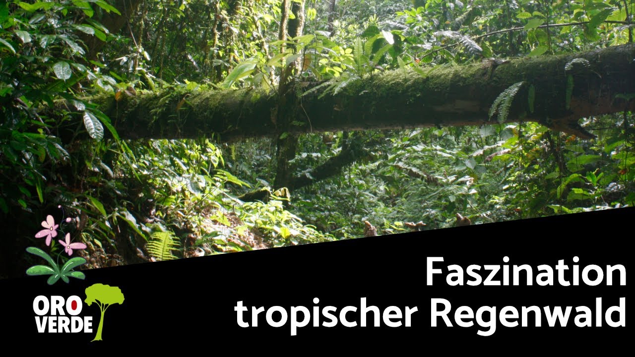 Regenwald-Entdeckungsreise: Tiere und Pflanzen